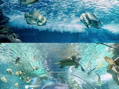 -上海海洋水族馆