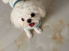 -帕帕拉兹宠物(亚洲旗舰店)