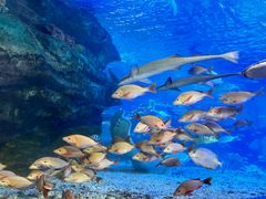 -太平洋海底世界