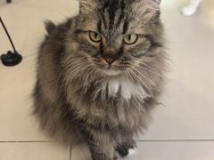 -平行世界·猫咖(首经贸店)