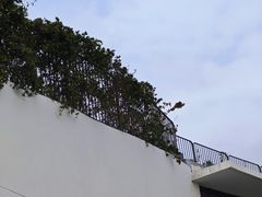-福田红树林生态公园