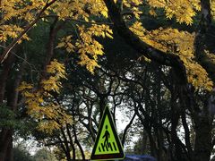 -杭州植物园