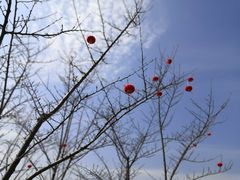 -八大山人梅湖景区