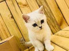 -猫的茶·猫咖
