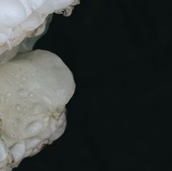 -凡碧诗毛孔收细