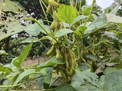 -北仑森林植物园