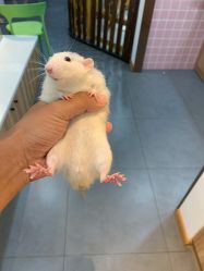 -Moni星球萌宠·小马宝莉·灵蛇·高端高阶全萌宠互动体验俱乐部(红豆国际广场店)