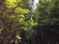 -山王坪喀斯特国家生态公园