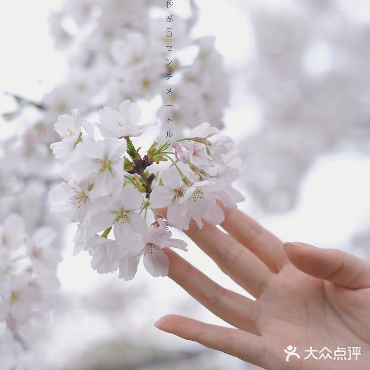 苏城浪漫樱花实录🌸