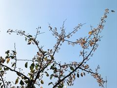 -金龙寺国家森林公园