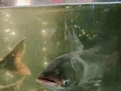 -坛宗剁椒鱼头(河西王府井店)