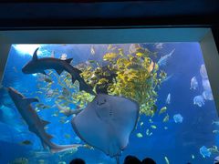 -太平洋海底世界