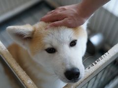 -欧奕国际动物医院