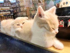 -宠物世家(仲盛世界商城店)