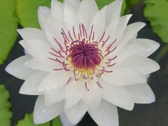 -中国科学院华南植物园