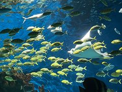 -海合安武汉极地海洋公园