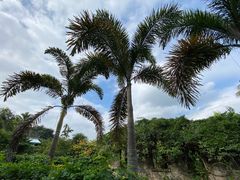 -中国科学院西双版纳热带植物园