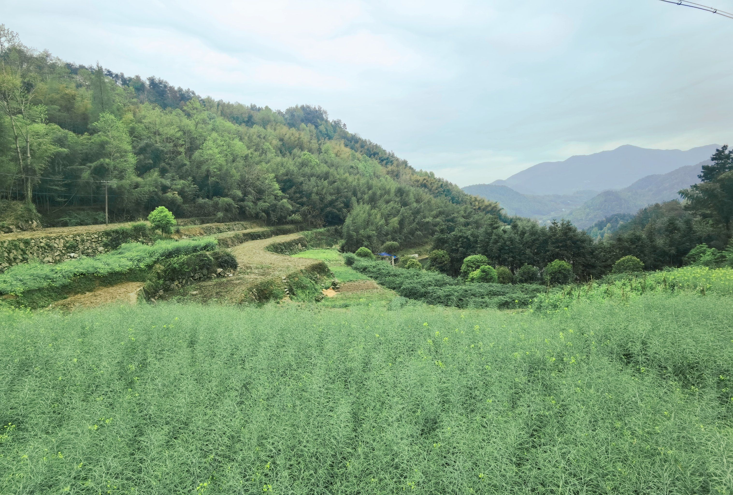 莪山畲族乡西金坞村金家山7215
