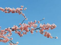 -顾村公园