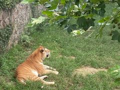 -西霞口神雕山野生动物世界