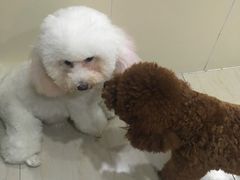 -佳雯宠物医院(四明中路分院)