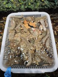 -钓虾工场·钓虾·赶海(回龙观店)