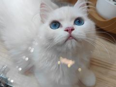 -山宅一喵德文卷毛猫舍