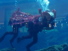 -迪拜水族馆及水下动物园