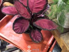 -沪花拾者(好再来花卉鲜花店)