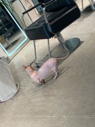 -Will+ Hair Studio