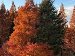 -神户市立六甲山牧场