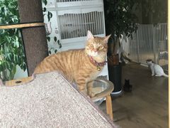 -东方名猫馆·英短金渐层布偶猫舍(环线广场1号楼店)