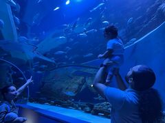 -迪拜水族馆及水下动物园
