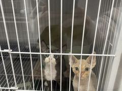 -山宅一喵德文卷毛猫舍