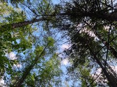 -峡谷浮石林景区