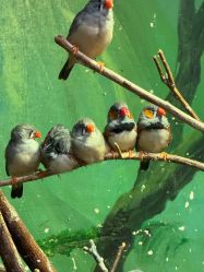 -Zoolung Zoolung动物主题公园(海信广场店)