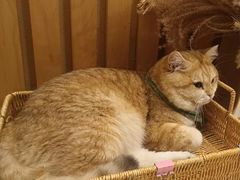 -天井·丑面包搭咖啡