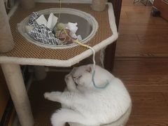 -猫大福·Fortune Cat猫舍(百子湾店)