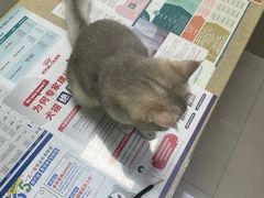 -艾贝尔宠物诊疗