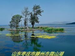 -滕州微山湖红荷湿地景区