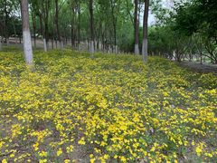 -大兴滨河森林公园