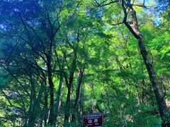 -黑河国家森林公园