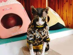 -猫在这儿猫咪咖啡馆·撸猫馆