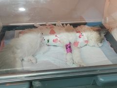 -半岛宠物医院24小时(西派城店)