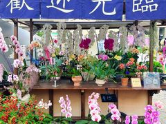 -顺峰山公园