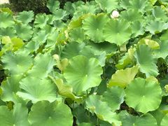 -四川大学(华西校区)