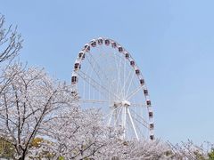 -顾村公园