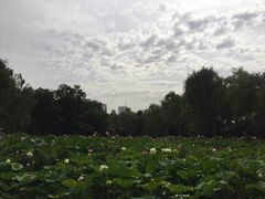 -莲湖公园