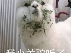-王师一把抓羊肉泡馍(河东东街店)