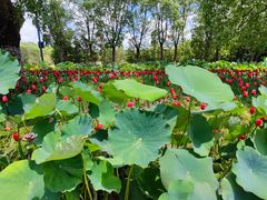 -上海海湾国家森林公园